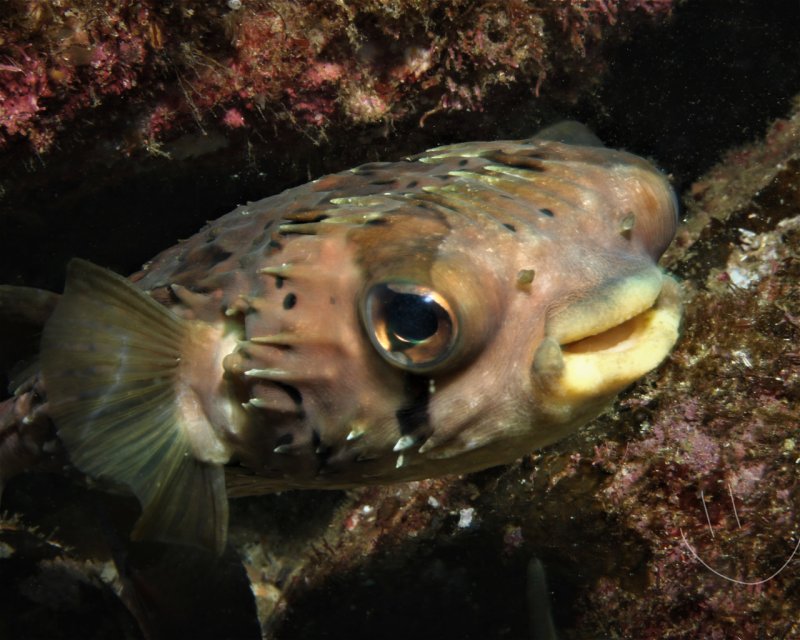 Divesite Image