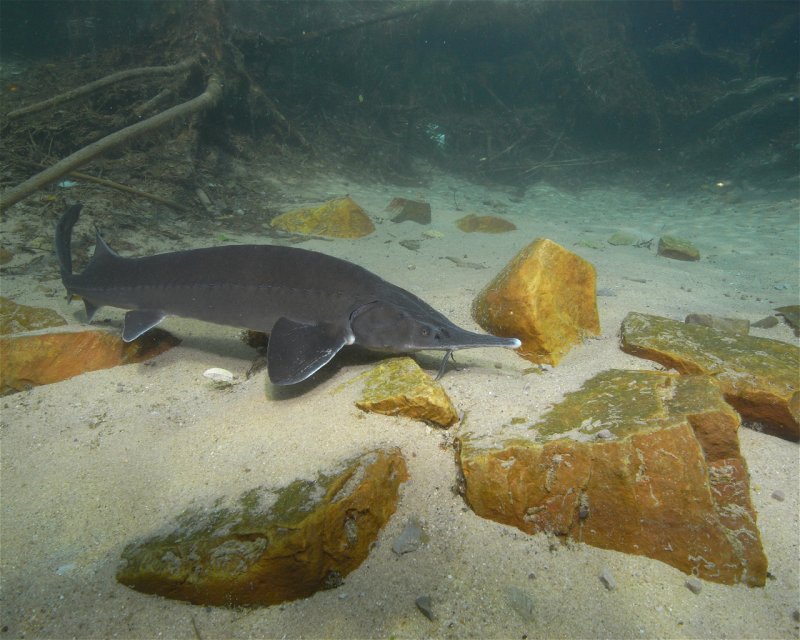 Divesite Image