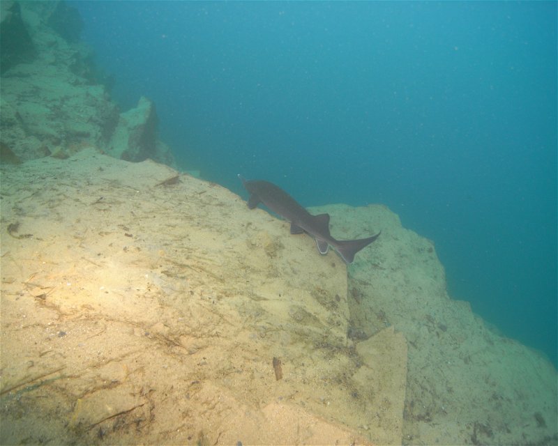 Divesite Image