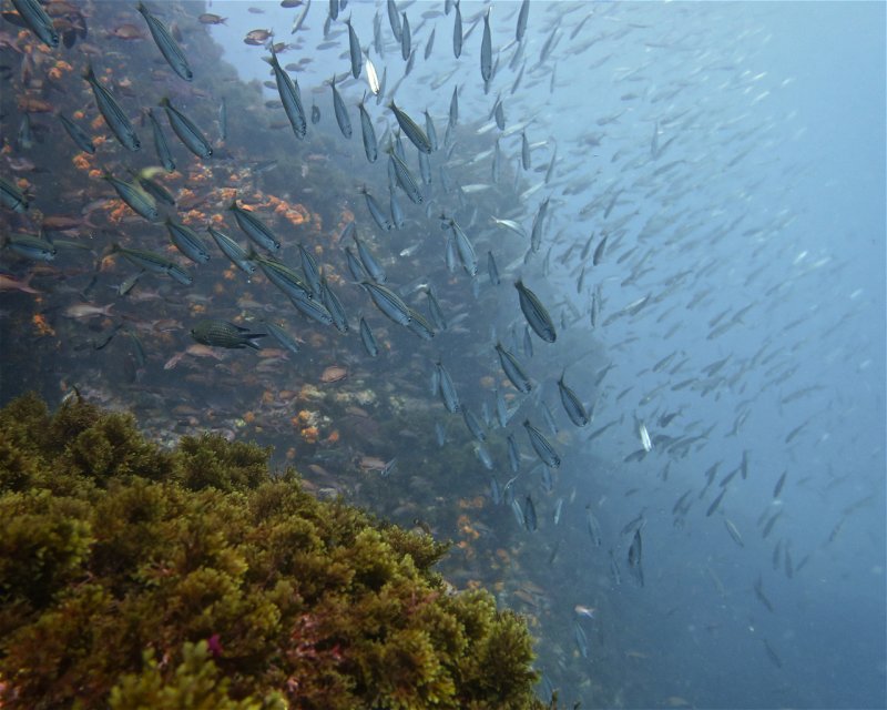Divesite Image