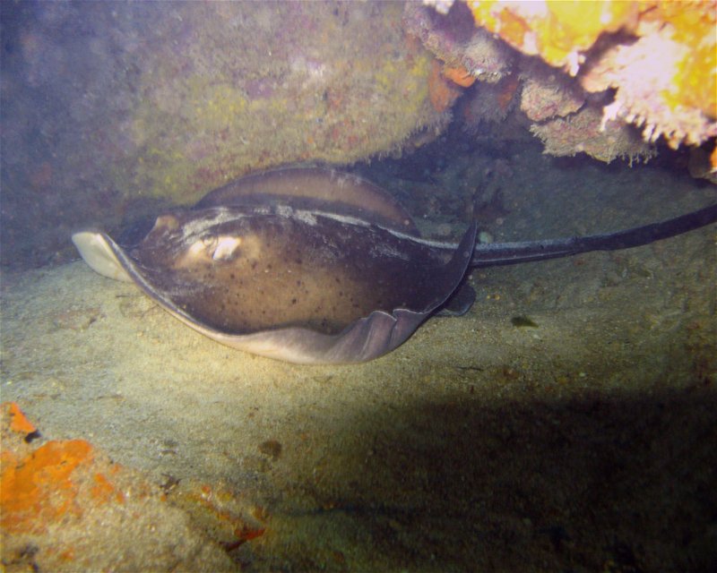 Divesite Image