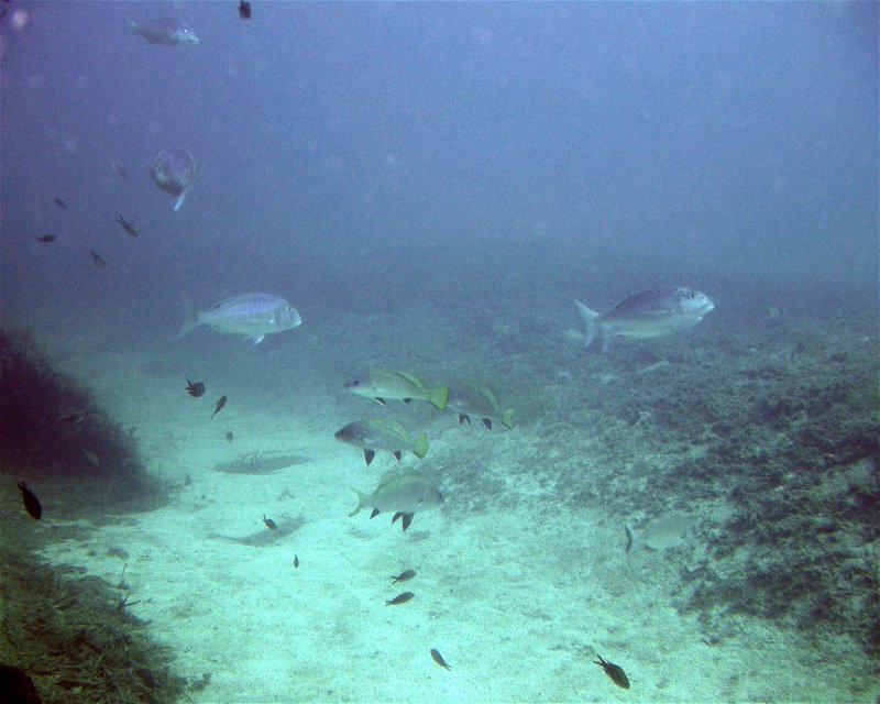Divesite Image