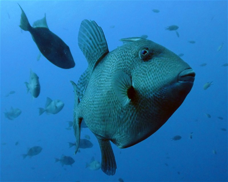 Divesite Image