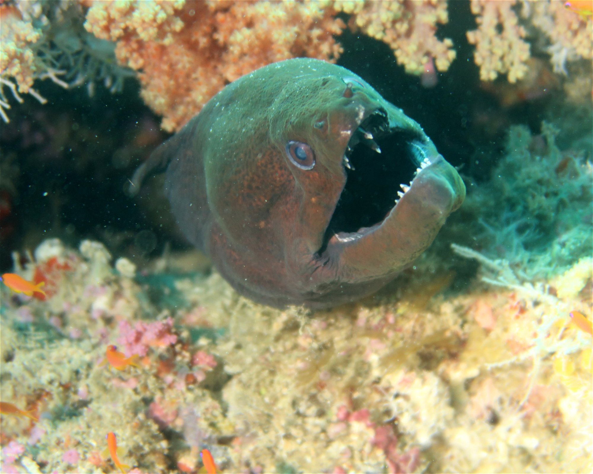 DivePoint Hudhuran Fushi, 20193 Male