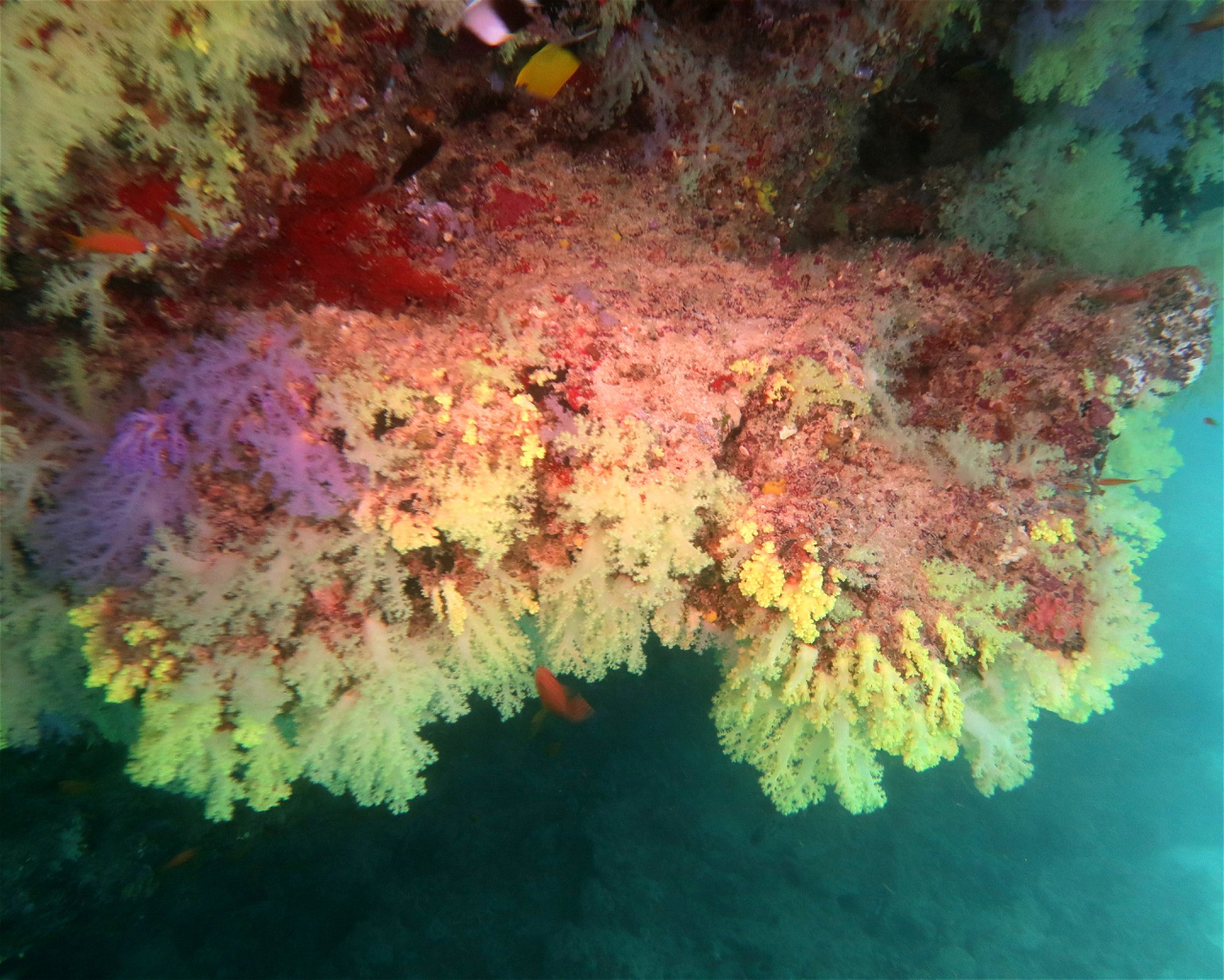 DivePoint Hudhuran Fushi, 20193 Male