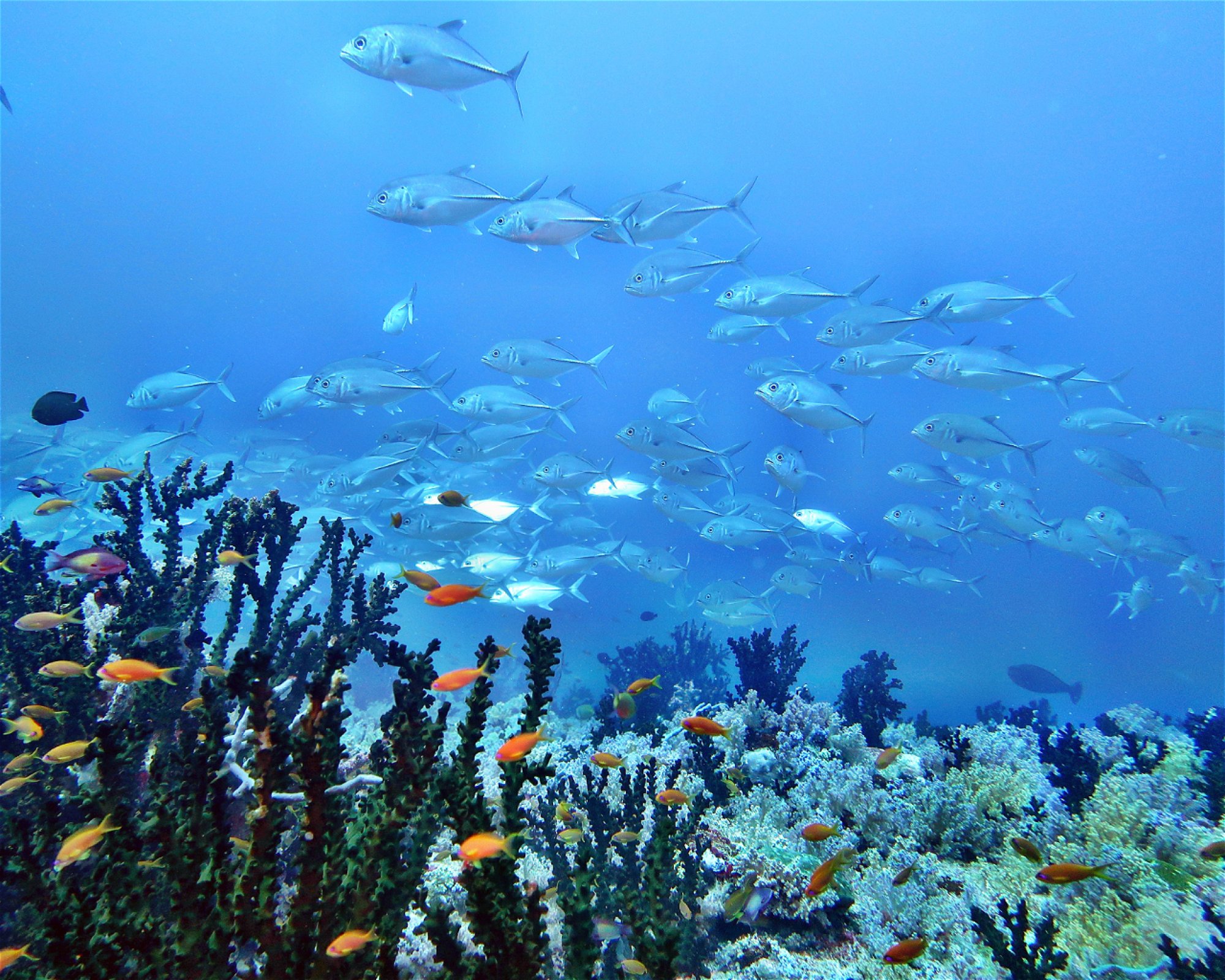 DivePoint Hudhuran Fushi, 20193 Male