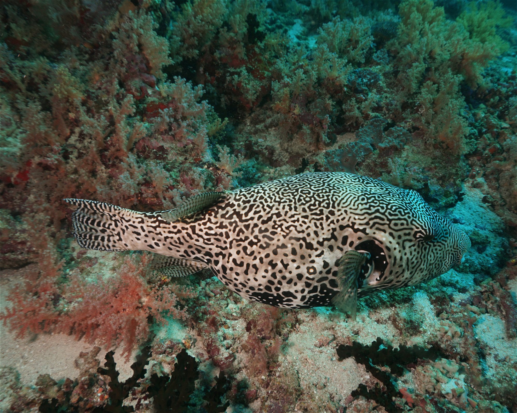 DivePoint Hudhuran Fushi, 20193 Male