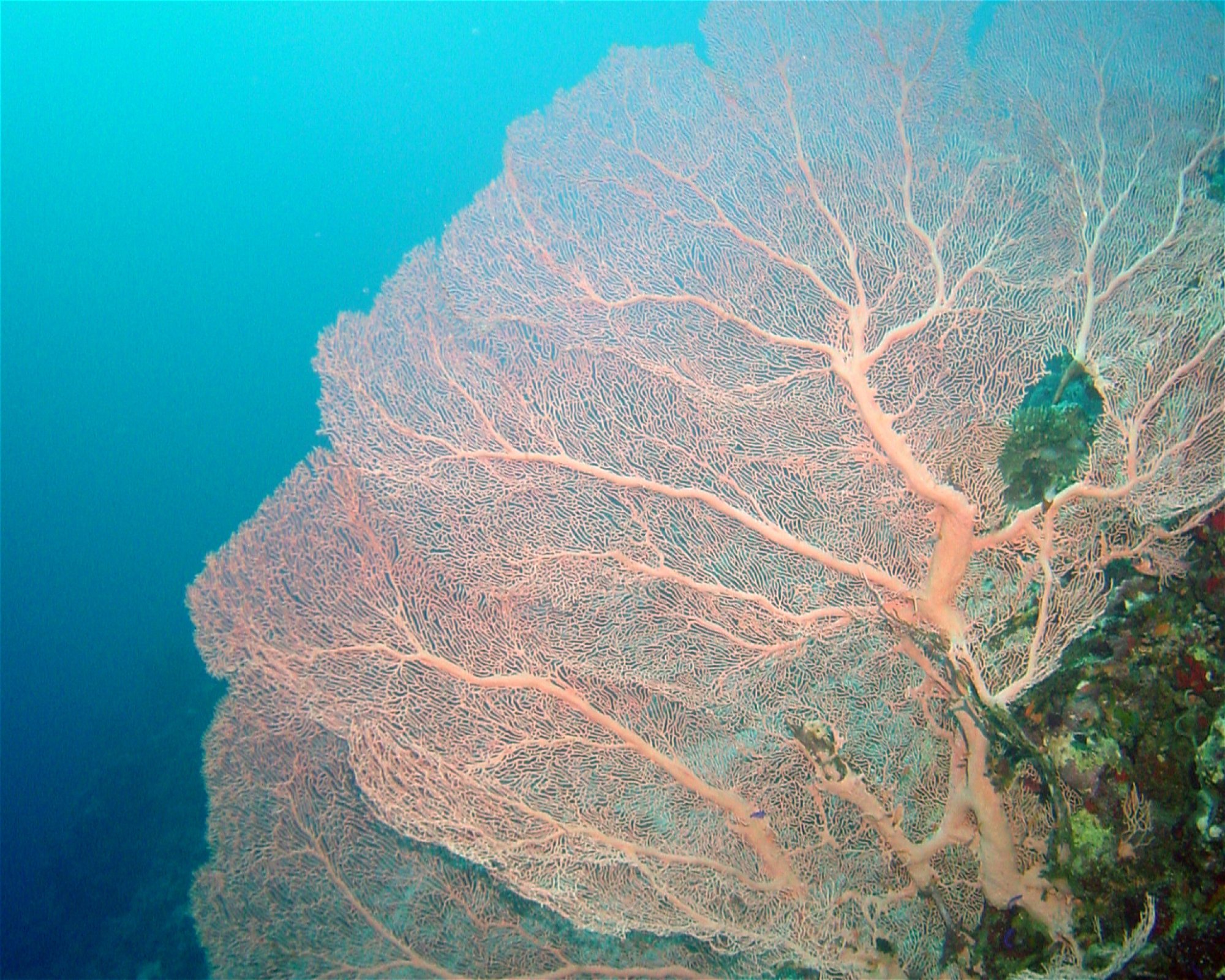 DivePoint Hudhuran Fushi, 20193 Male
