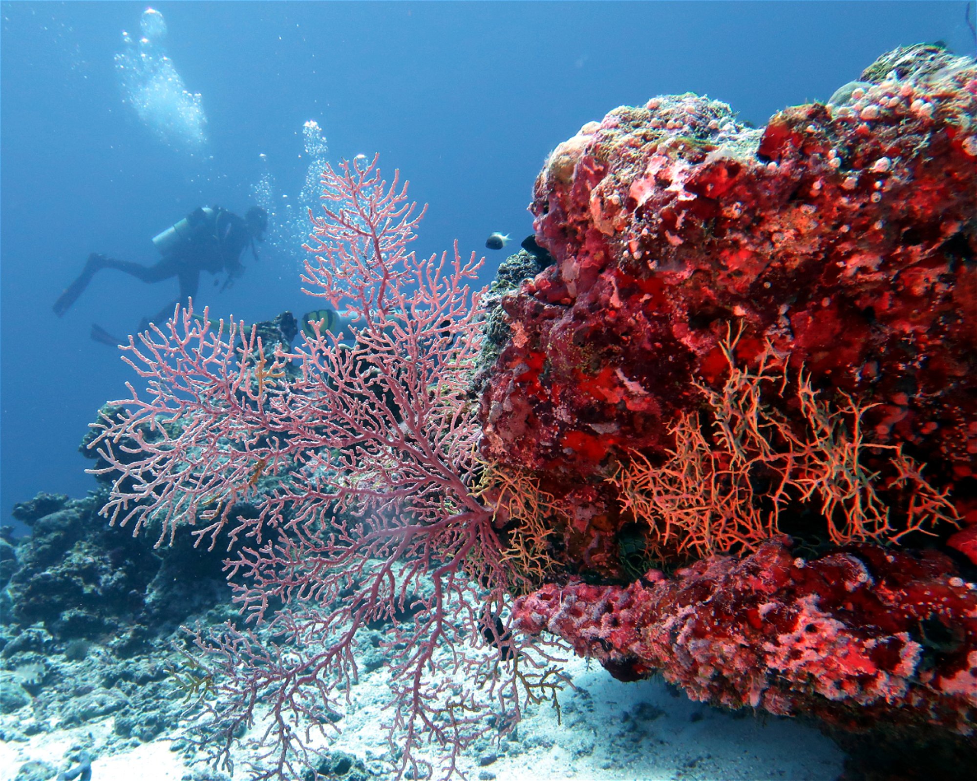 DivePoint Hudhuran Fushi, 20193 Male