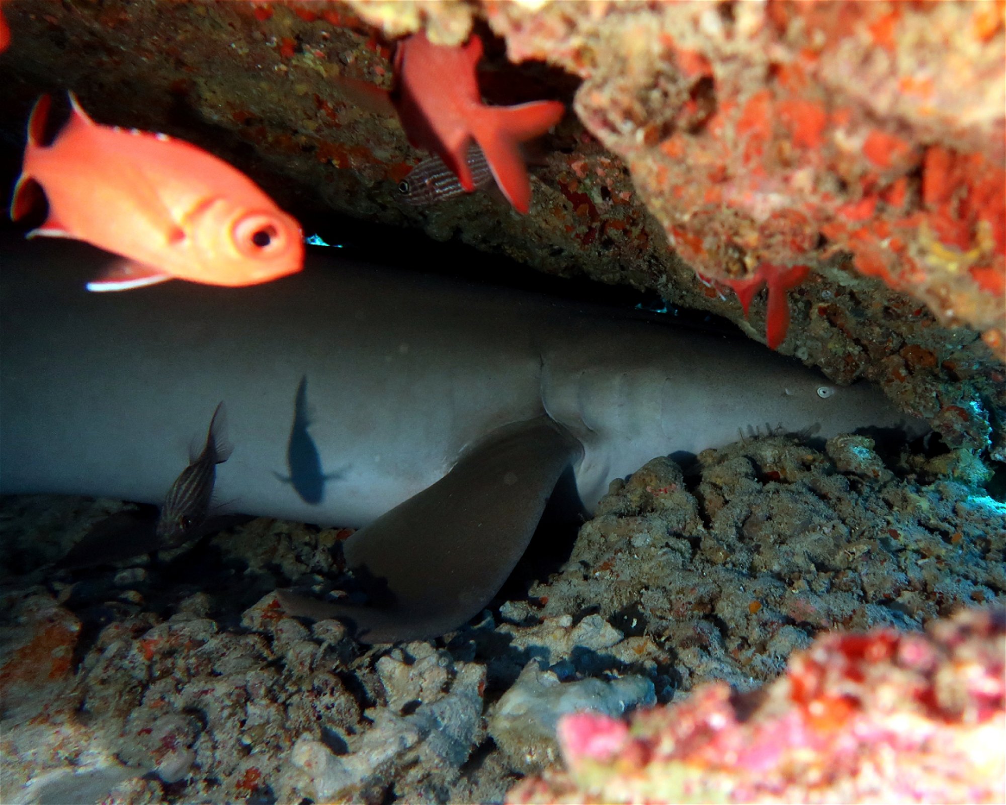 DivePoint Hudhuran Fushi, 20193 Male