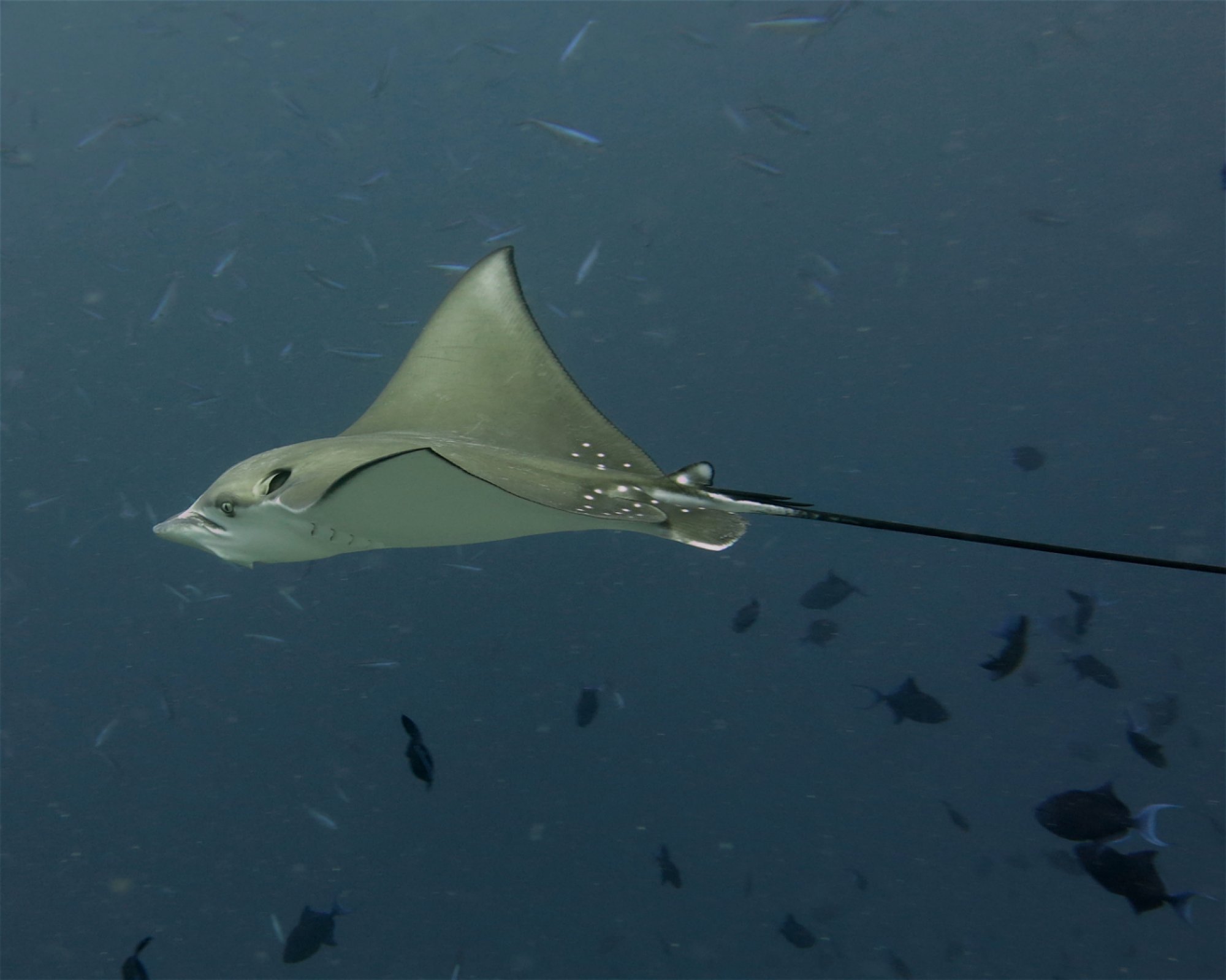 DivePoint Hudhuran Fushi, 20193 Male