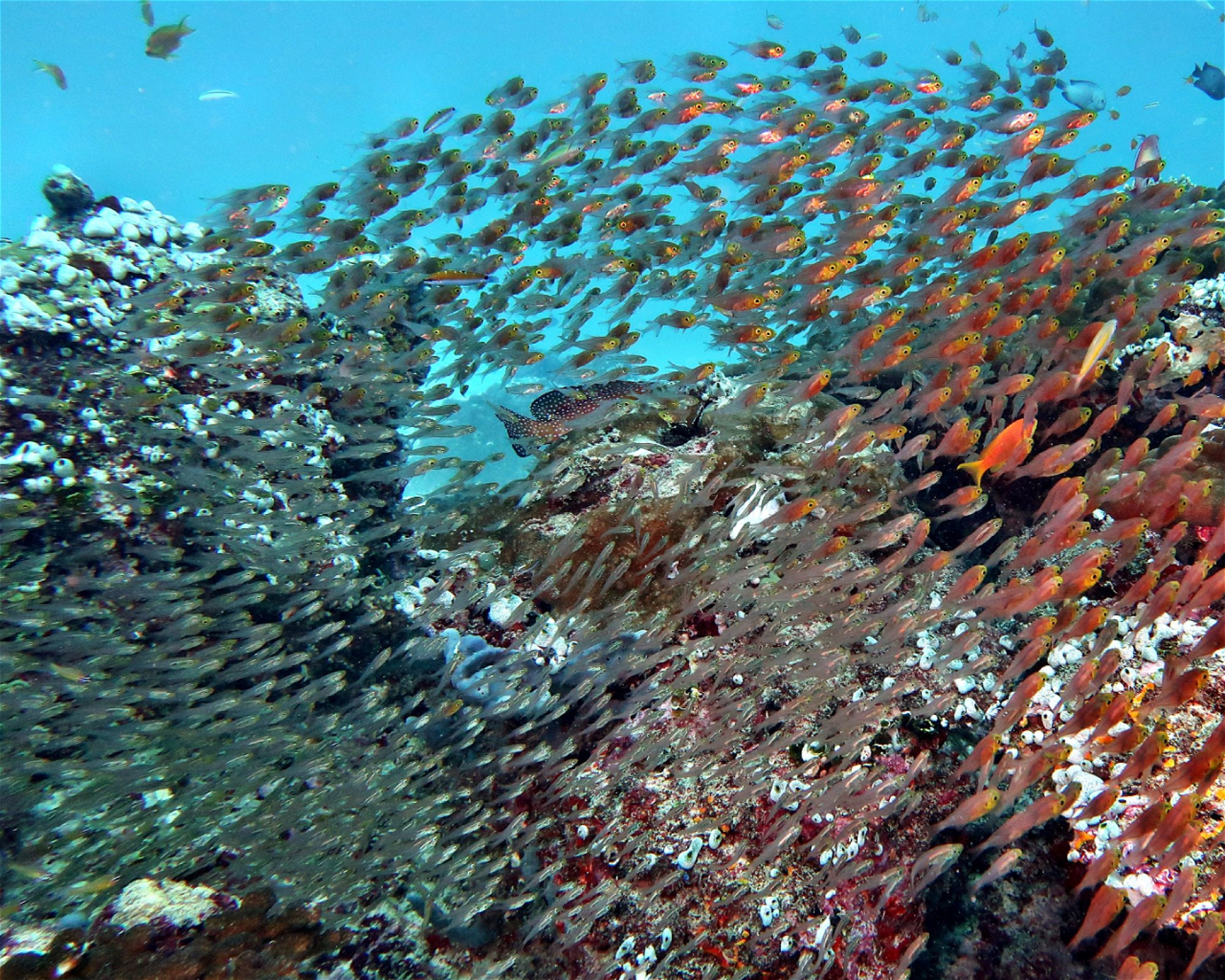 DivePoint Hudhuran Fushi, 20193 Male
