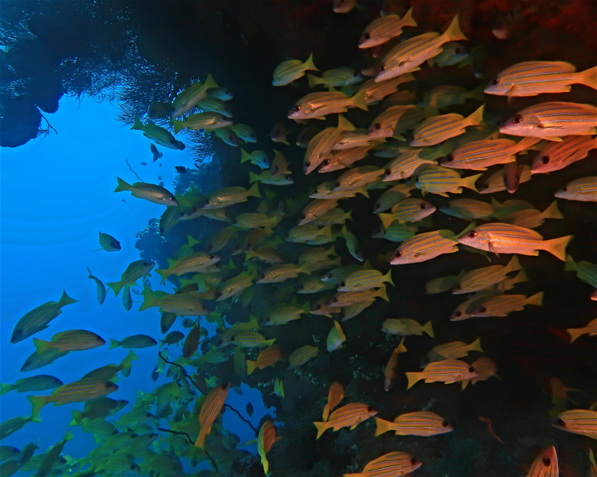 DivePoint Hudhuran Fushi, 20193 Male