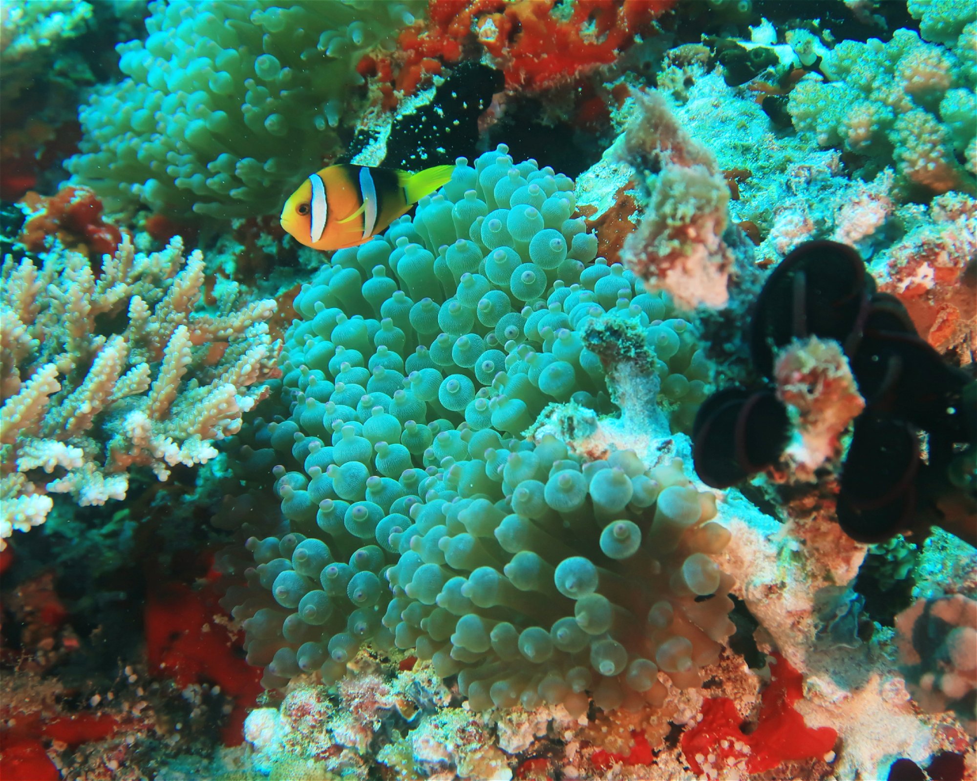 DivePoint Hudhuran Fushi, 20193 Male