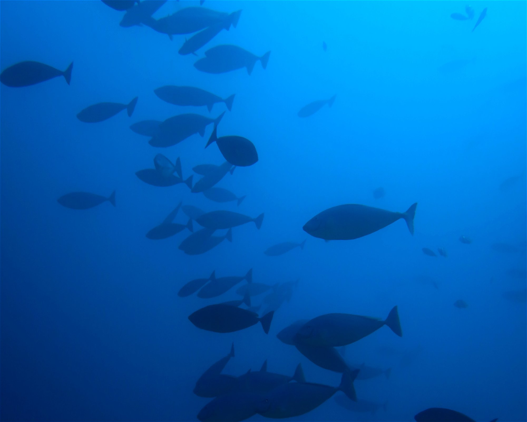 DivePoint Hudhuran Fushi, 20193 Male