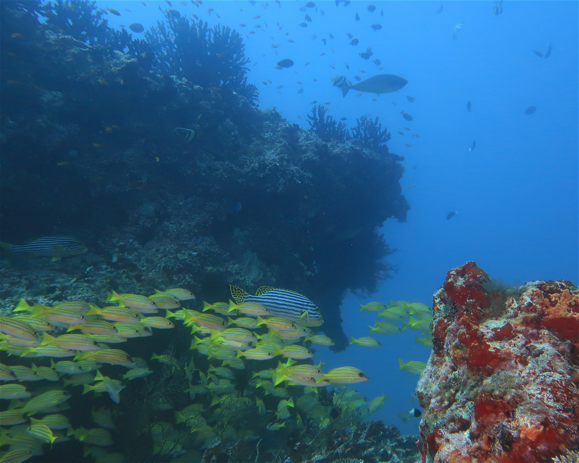 DivePoint Hudhuran Fushi, 20193 Male
