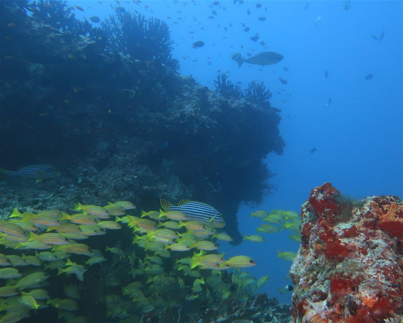 Divesite Image