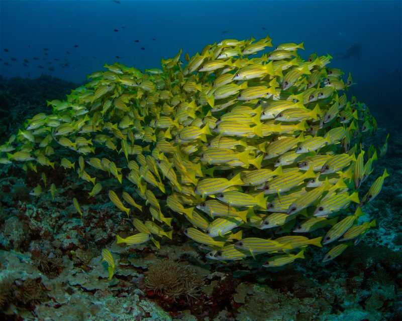 Divesite Image