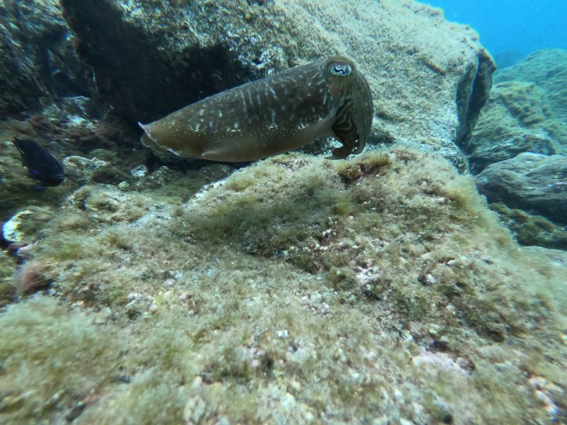 Divesite Image