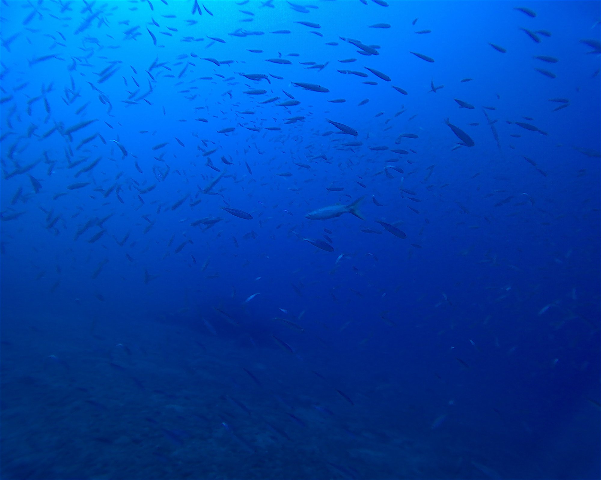 TENERIFE DIVE EXPERIENCE, 38660 SANTA CRUZ DE TENERIFE