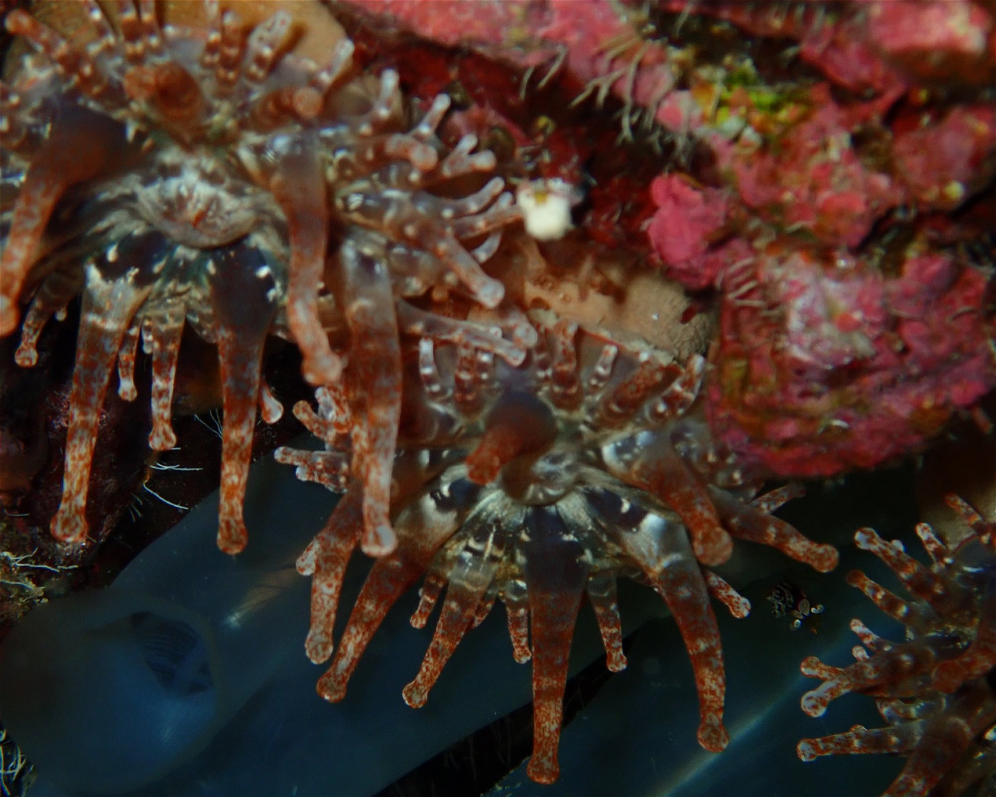 TENERIFE DIVE EXPERIENCE, 38660 SANTA CRUZ DE TENERIFE