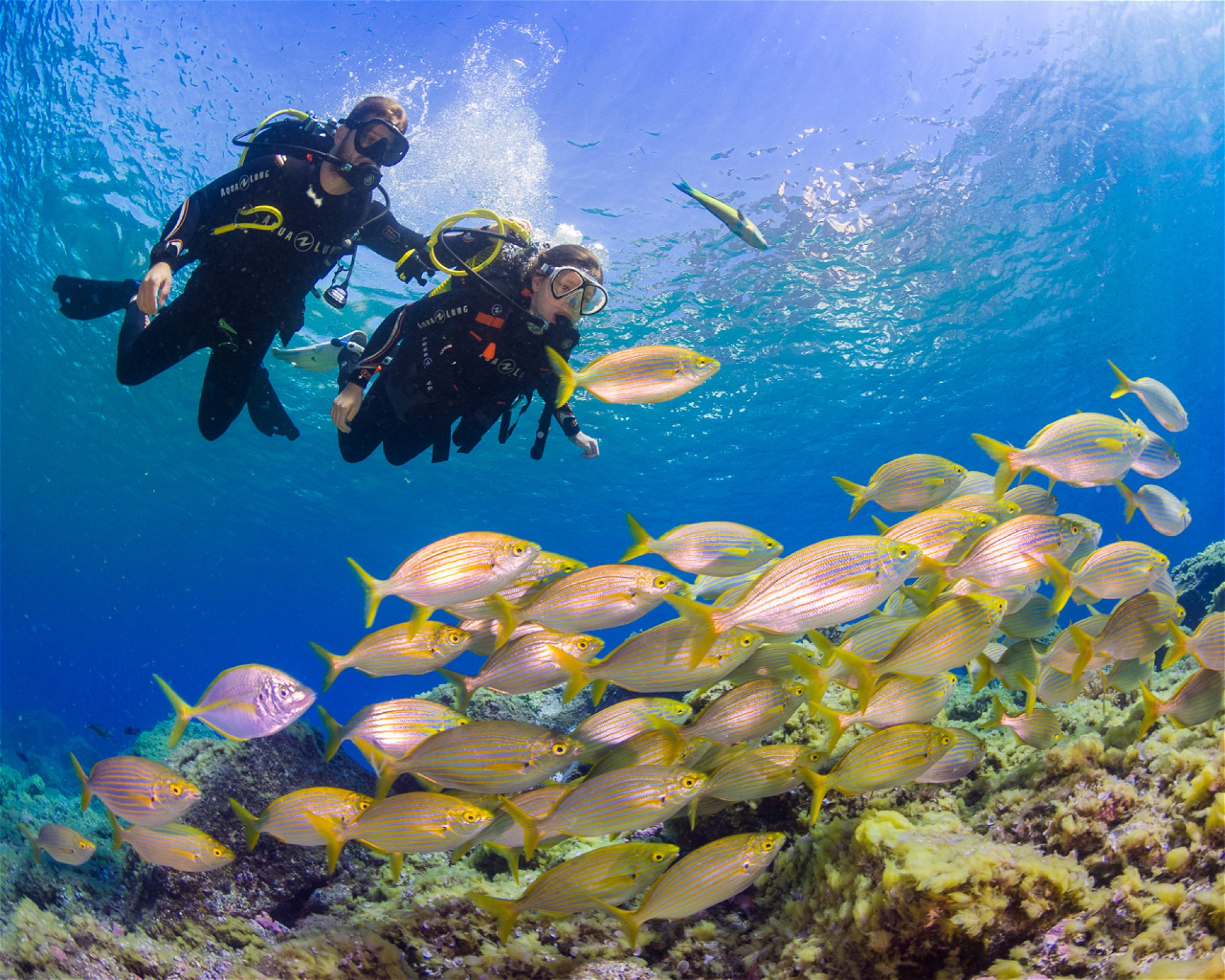 MACARONESIAN DIVERS, 38109 El Rosario