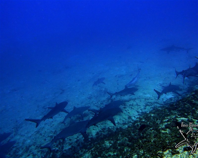 Divesite Image