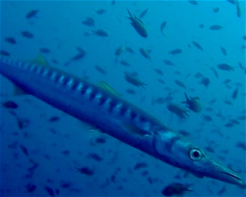 Divesite Image