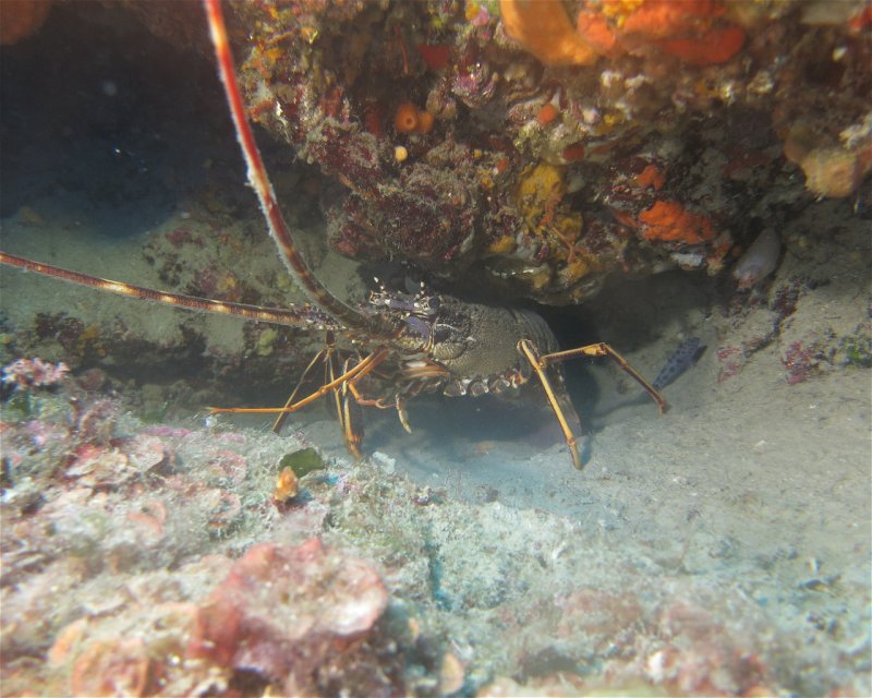 Divesite Image