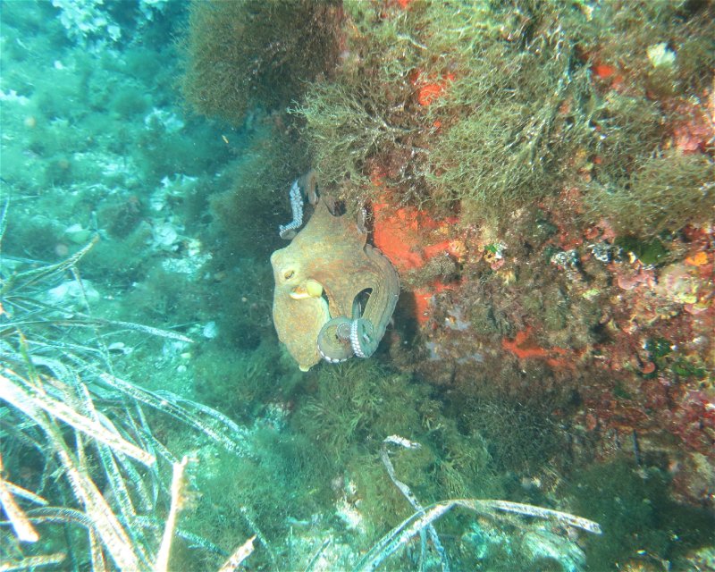 Divesite Image