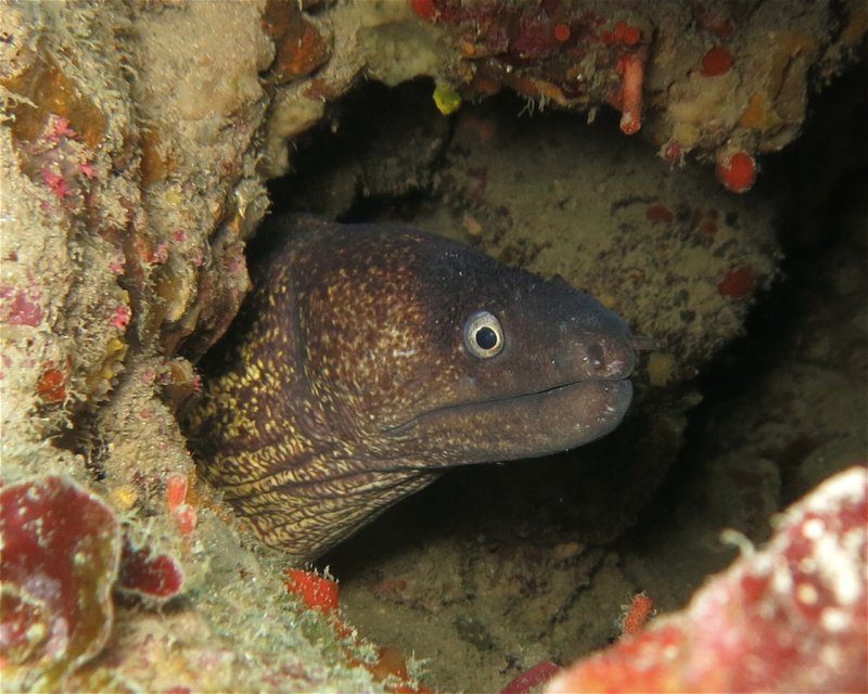 Divesite Image