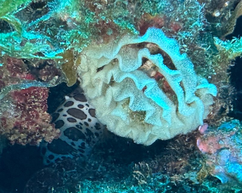 Divesite Image