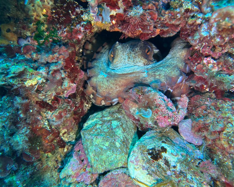 Divesite Image