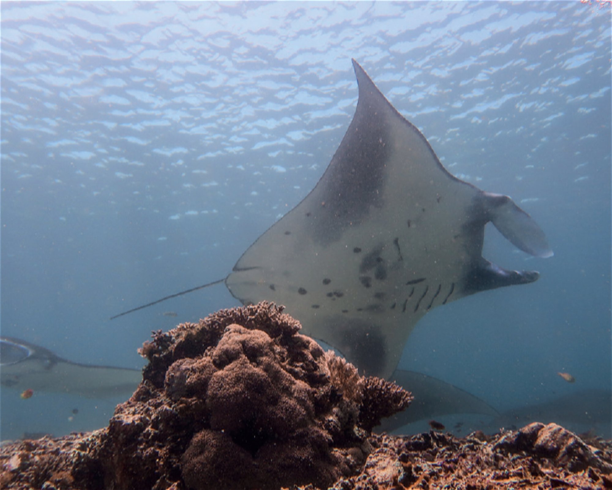 iDIVE Komodo, 86554 Labuan Bajo