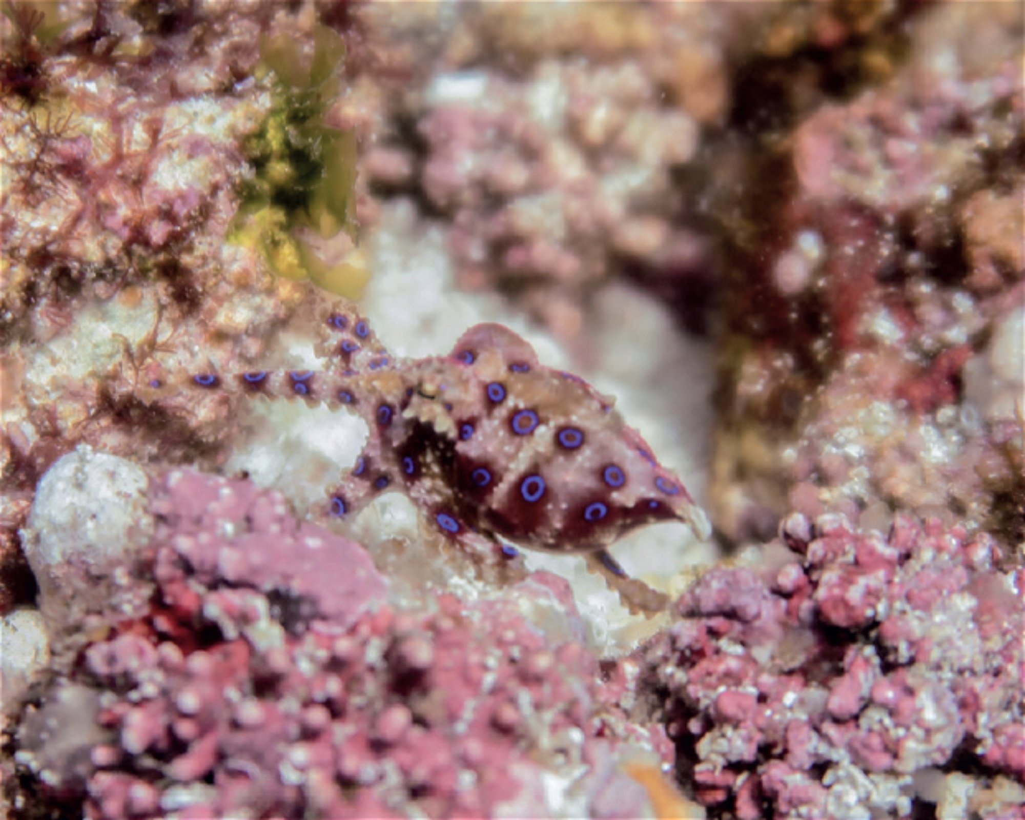 iDIVE Komodo, 86554 Labuan Bajo