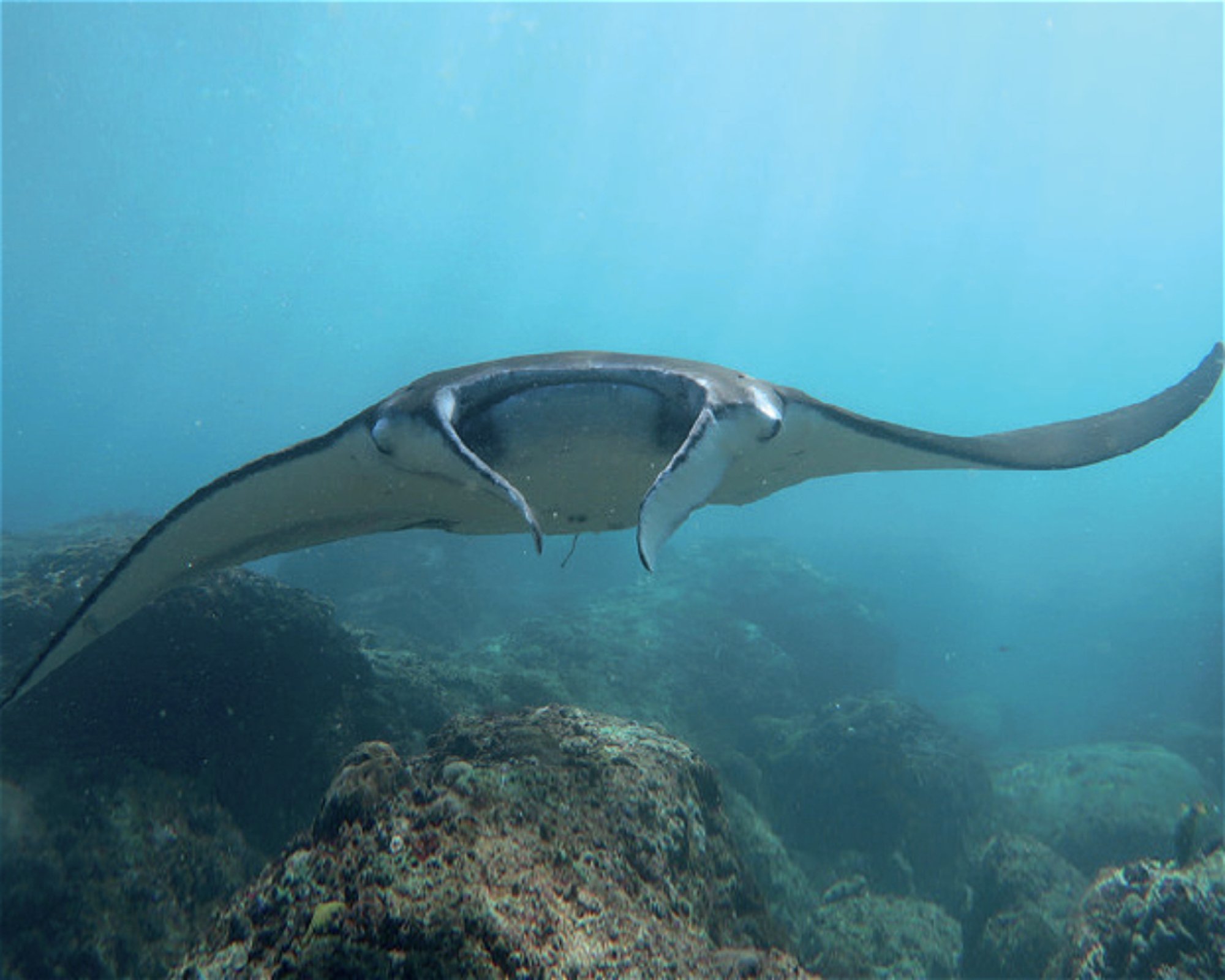 iDIVE Komodo, 86554 Labuan Bajo