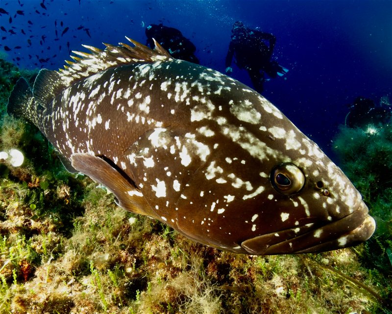 Divesite Image