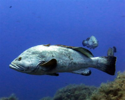 Scoglio del Medico <span class="text-color-primary text-sm"> (★4.6)</span>