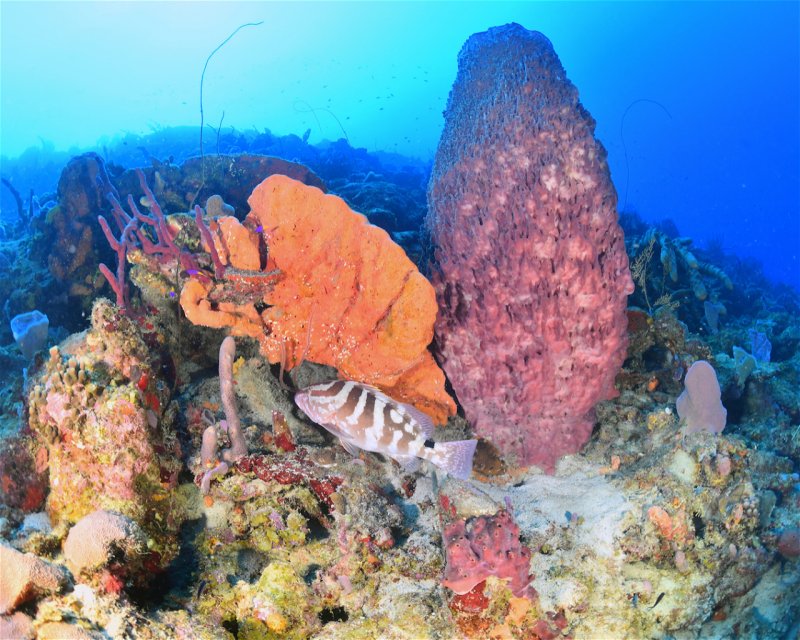 Divesite Image