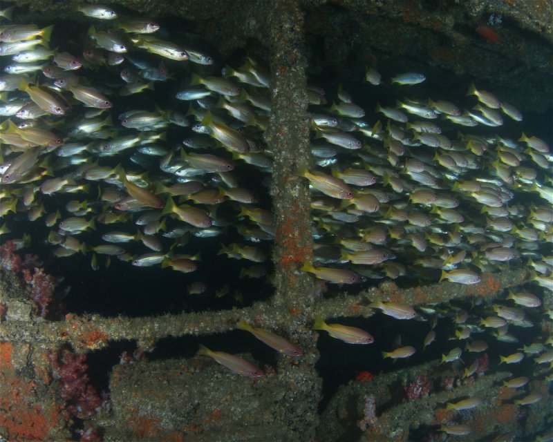 Divesite Image