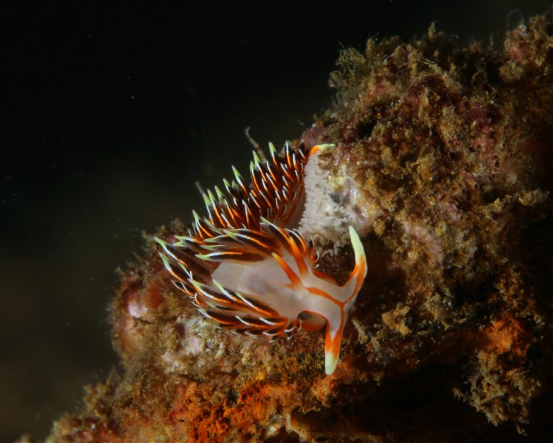 Divesite Image