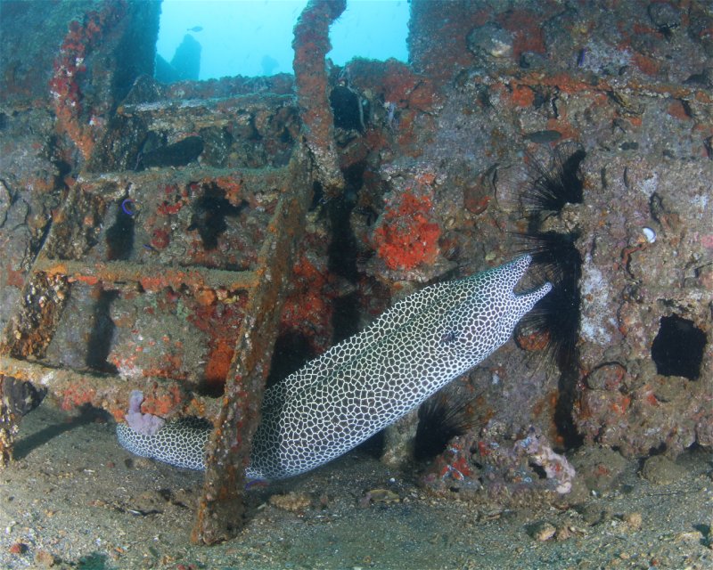 Divesite Image