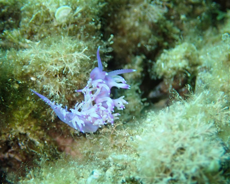 Divesite Image