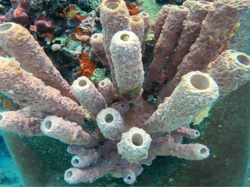 Divesite Image