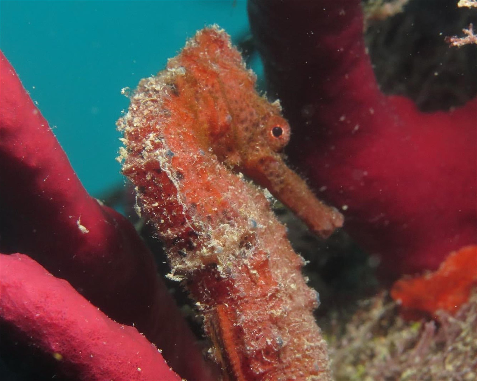 Nep2une Scuba Diving, 00840 Frederiksted