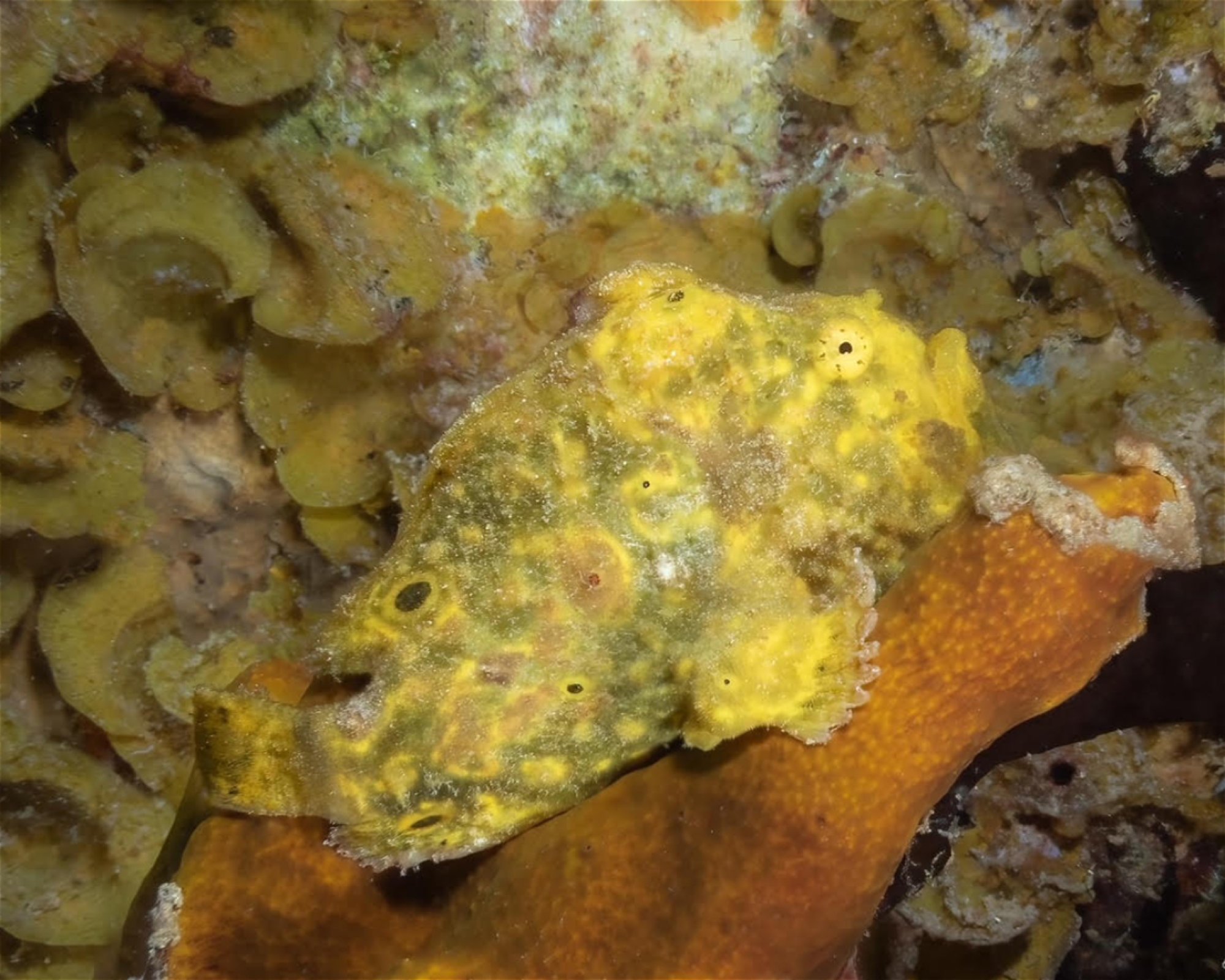 Nep2une Scuba Diving, 00840 Frederiksted