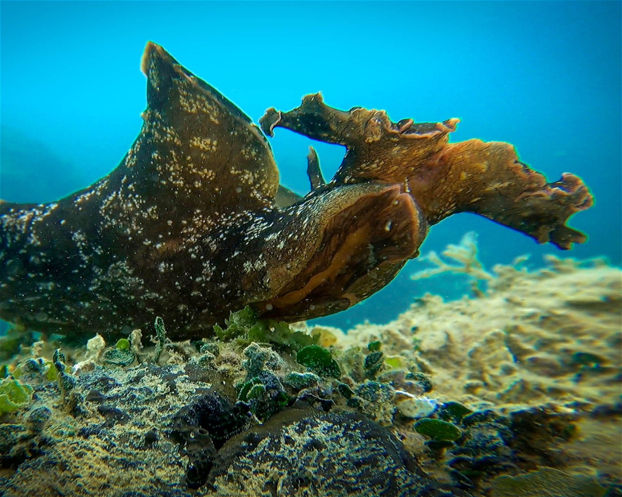 Subaquatic, 52470 Umag