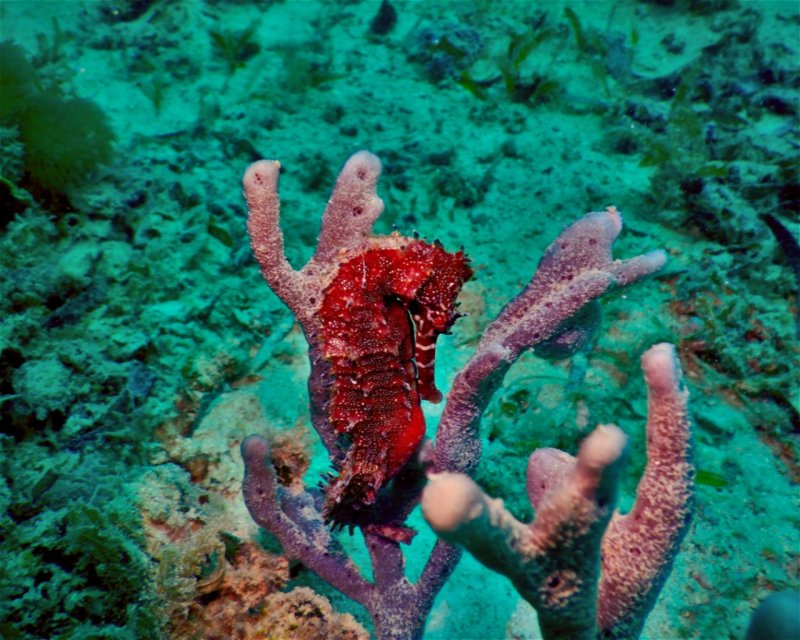 Divesite Image