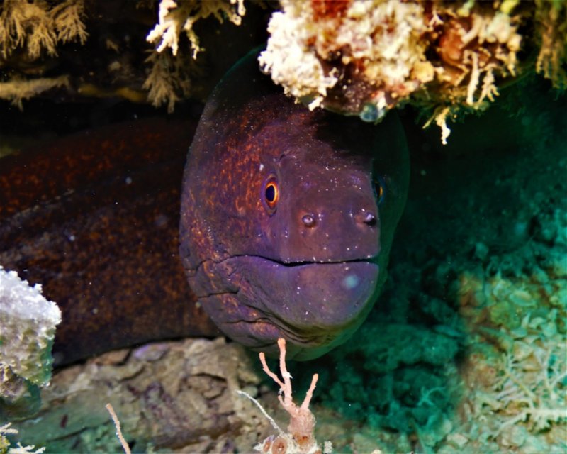 Divesite Image
