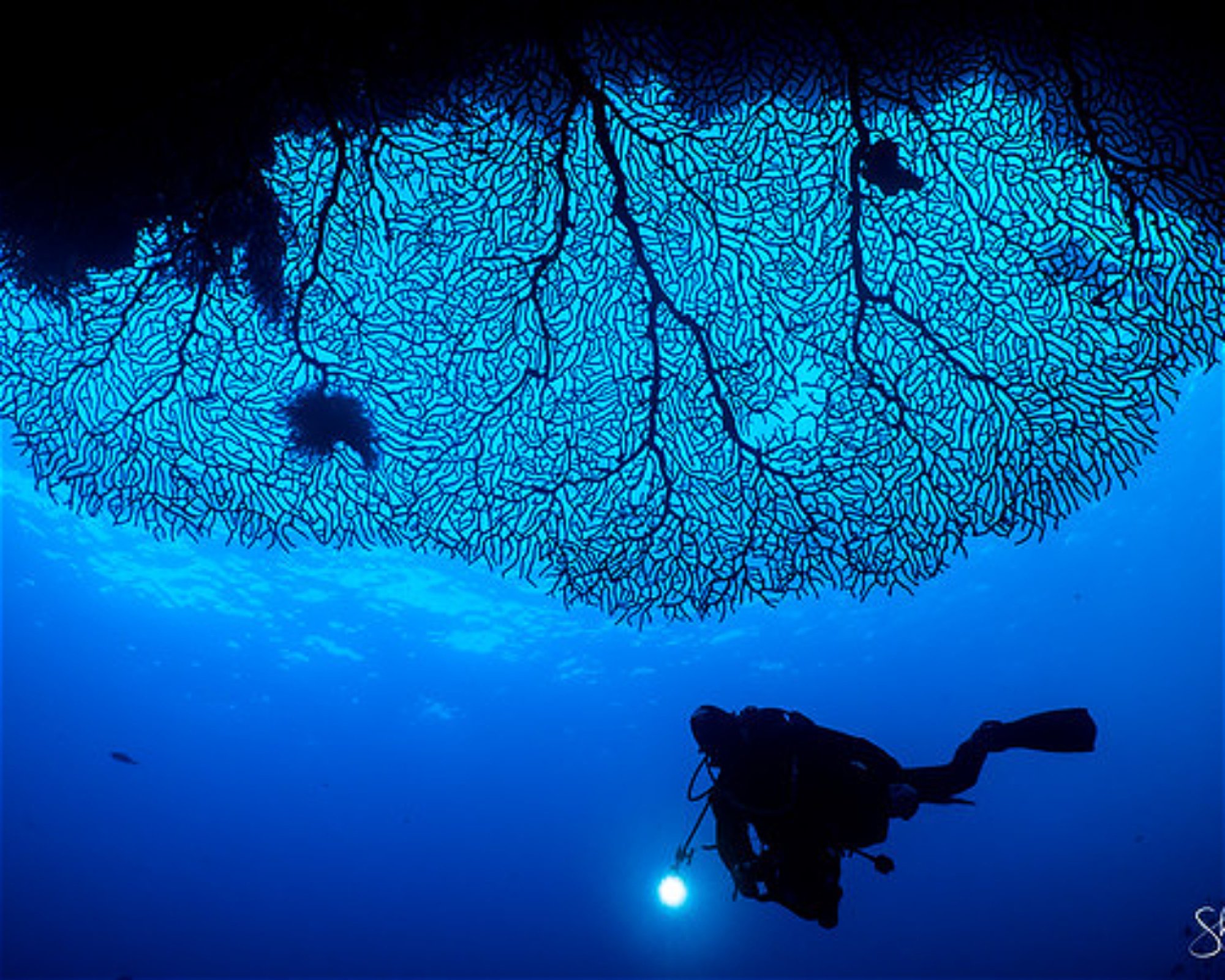 REEF SAFARI FIJI, 0000 NADI